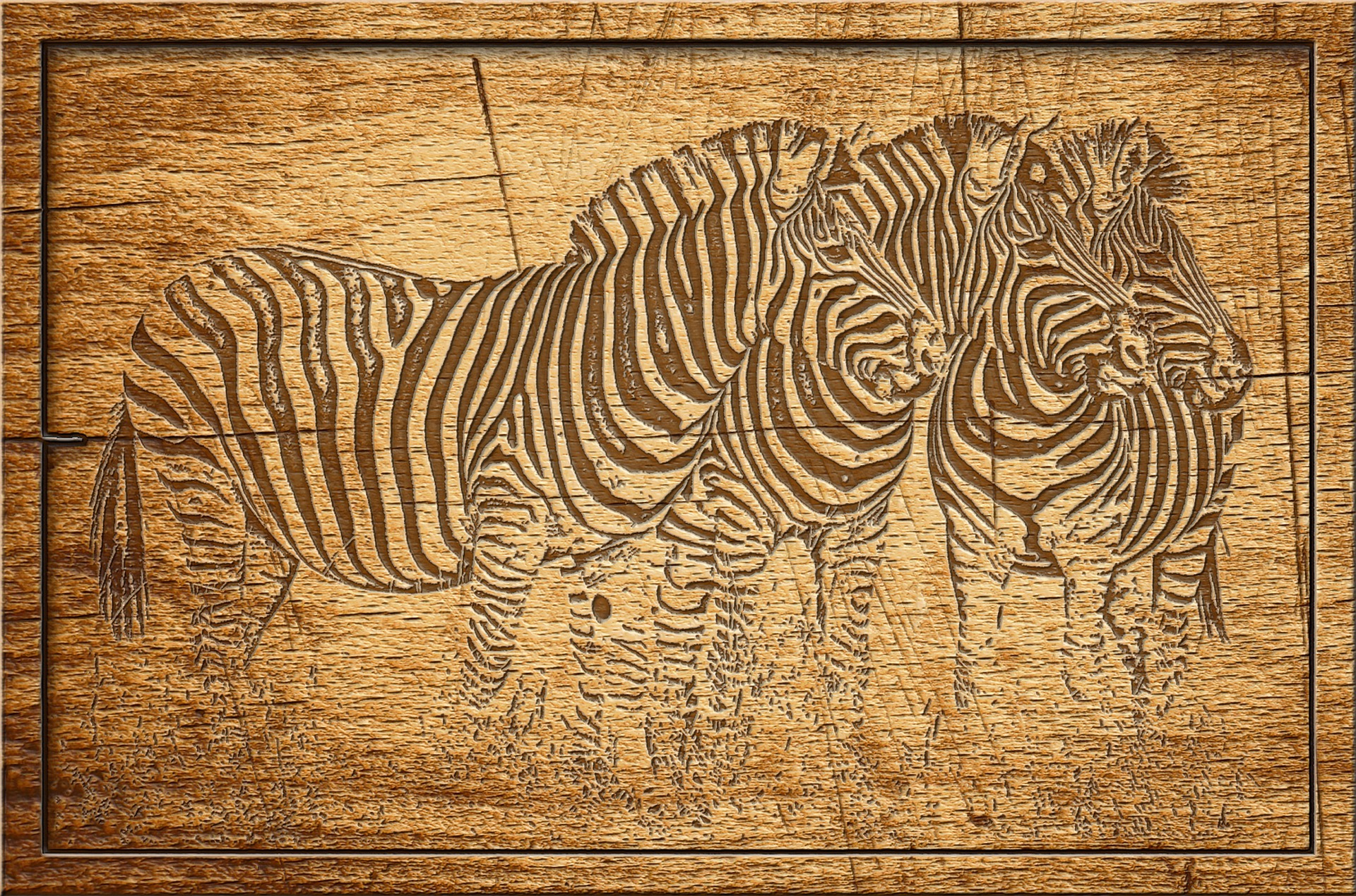 zebra-4665025_1920